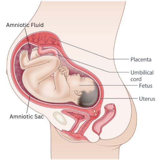 <p>(1) - Amniotic Sac: Grows with the foetus, providing space and protection</p><p>(2) - Amniotic Fluid: Provides a warm body temperature and protection</p><p>Placenta: Absorbs water (by osmosis), removes waste (CO2, urea), protects the foetus from harmful substances (from the mother), and produces oestrogen and progesterone to sustain pregnancy</p><p>Umbilical Cord: Absorbs oxygen and nutrients (by diffusion) from the mother’s blood </p>