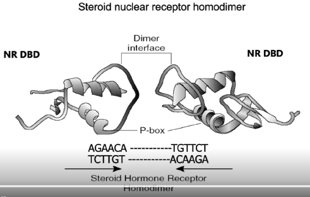 <p>inside DNA binding area = p-box</p><p>inside p-box = zinc fingers + recognition sequences for HREs</p><p>p=box is where all the binding happens </p>