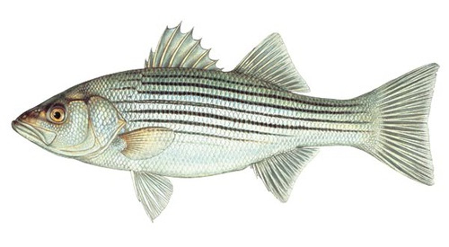 <p>Order Moroniformes;</p><p>Temperate Basses;</p><p>-Body form "bass-like" or deeper</p><p>-Posterior edge of operculum terminating in a sharp spine</p><p>-Dorsal fins separate or connected slightly</p><p>-Brackish; freshwater; marine coastal areas</p><p>-2 genera, 4 species</p><p>-3 TN species</p>