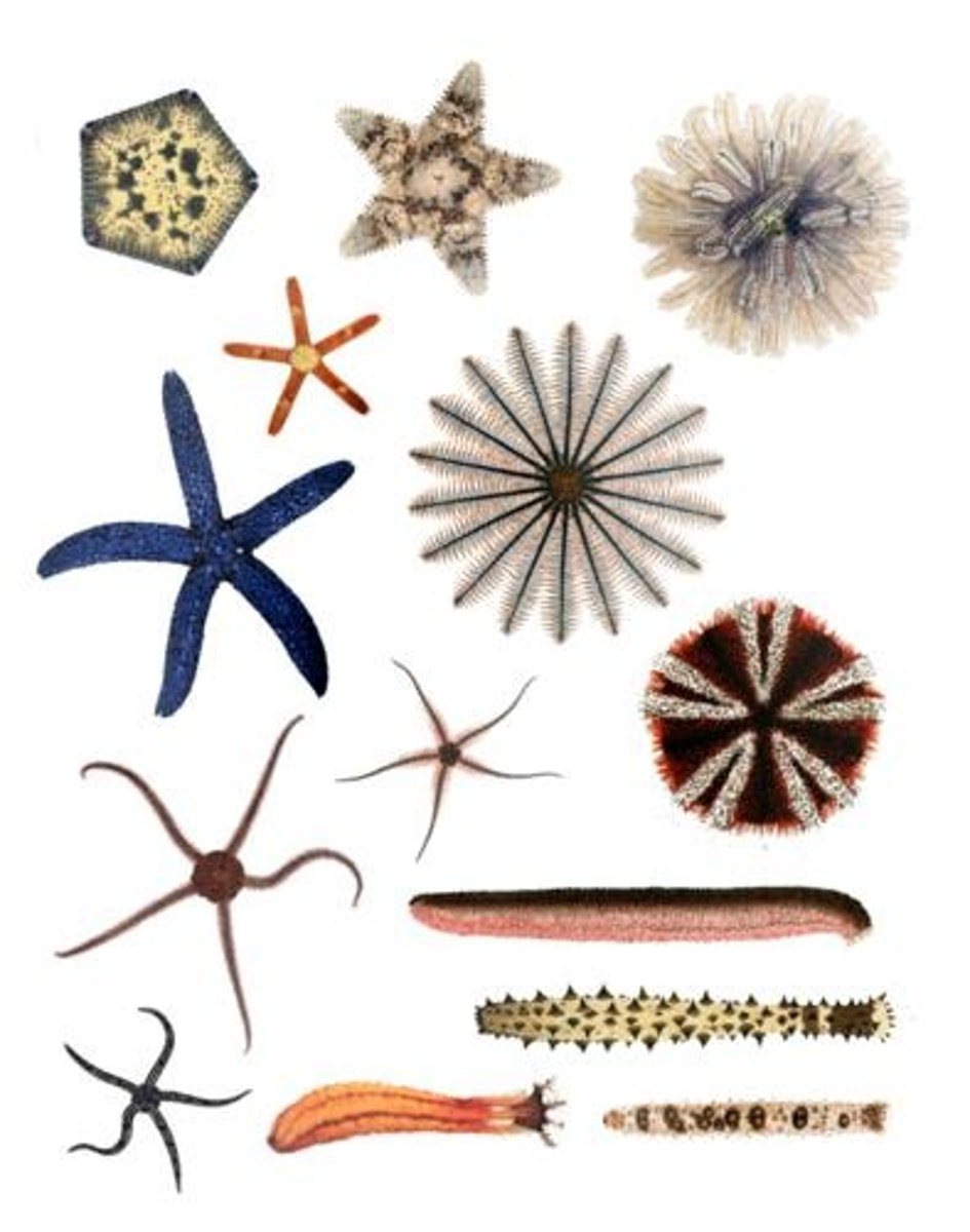 <p>Starfish, sea urchin, sea cucumber.</p>