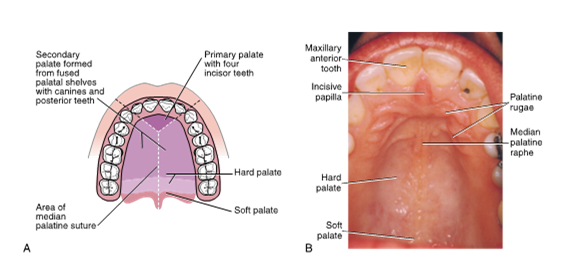 <ul><li><p>indicate the line of fusion of the palatal shelves</p></li><li><p>suture located in the middle of the mucosa lining of the hard palate</p></li></ul><p></p>