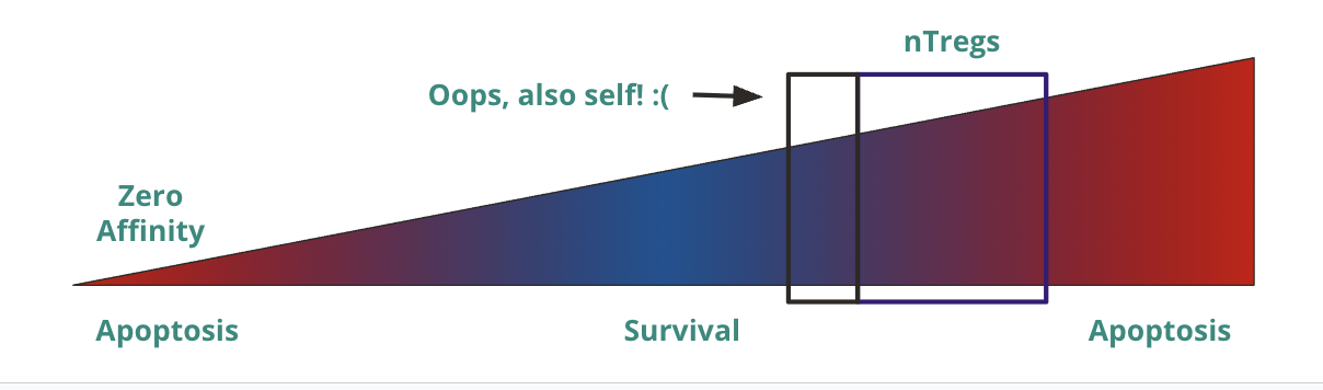 <ul><li><p>may be a little off, so there is escape of self-reactive T cells</p><ul><li><p>but this still requires PAMPs/DAMPs for innate activation (peripheral tolerance), but DAMPs can come from tissue damage and some self antigens can activate TLRs</p></li></ul></li></ul><p></p>
