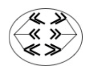 <p><span>Below is a schematic model during mitosis</span></p><p><span>T/F</span></p>