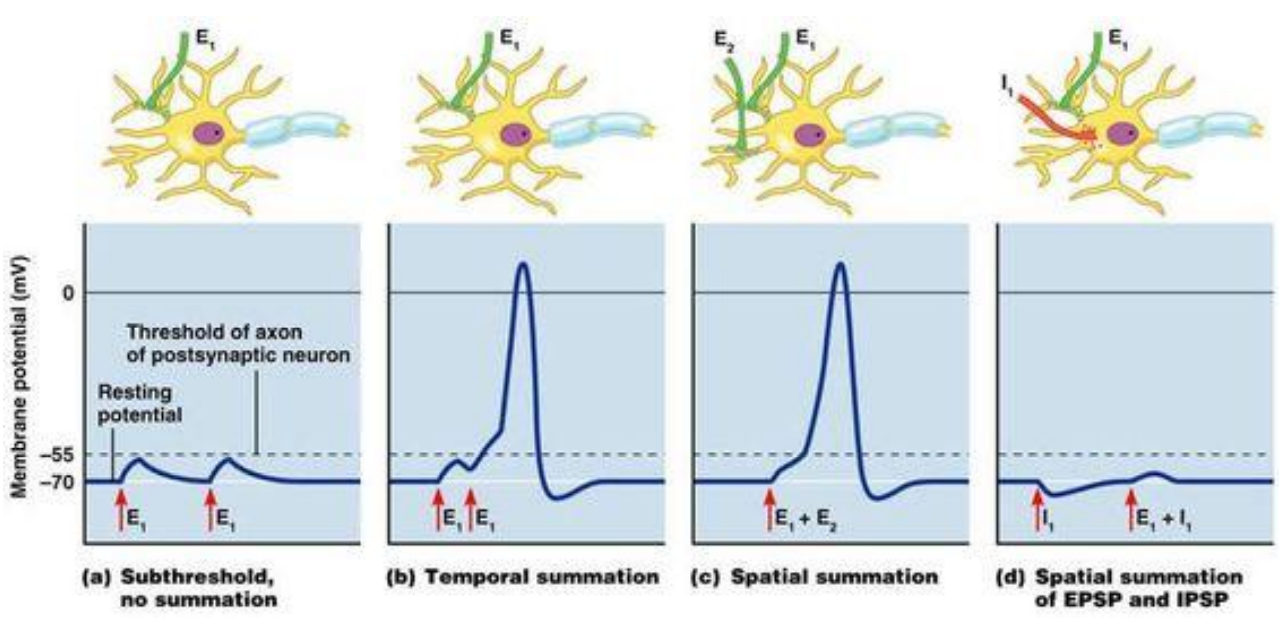 <p>A intensidade de um potencial gradativo é proporcional à intensidade do estímulo. </p><p>A somação pode ser t<strong>emporal</strong> - em dois tempos diferentes no mesmo local.</p><p>E <strong>somação espacial</strong> - em dois locais diferentes</p>