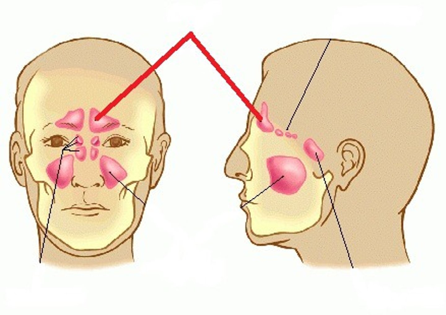 <p>What sinus is this?</p>