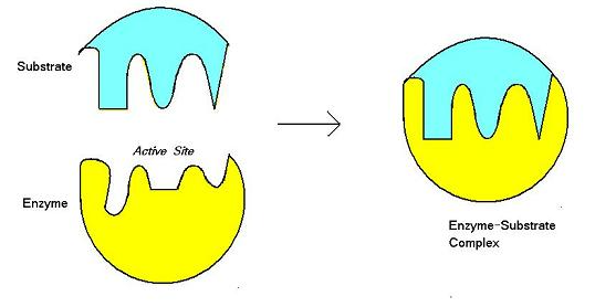 <p>The model that suggests substrates cause enzyme active sites to morph and bend to a certain degree when binding to them in order for the substrate to lock itself into the site and fit into it appropriately.</p><p>Not all enzymes do this, some follow the lock and key hypothesis and their shape perfectly complements the substrates which they catalyze.</p><p>Note also that it is not a dichotomy, enzymes lie on a continuum ranging from following the ________ to the Lock and Key Model. Different enzymes have varying degrees of specificity.</p>