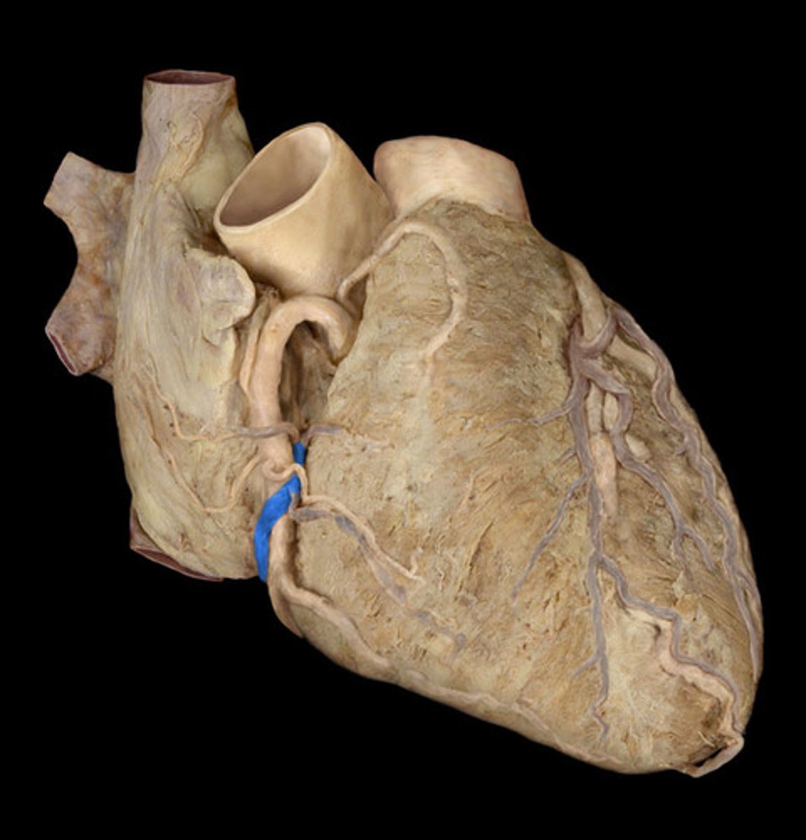 <p>Name the Vein</p>