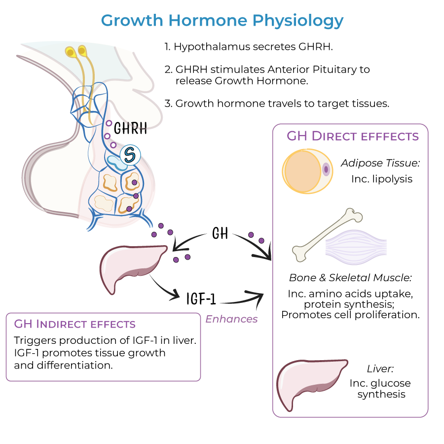 <p>These are cells within the anterior pituitary that produce growth hormones. GH significantly impacts the liver and adipose tissue.</p>