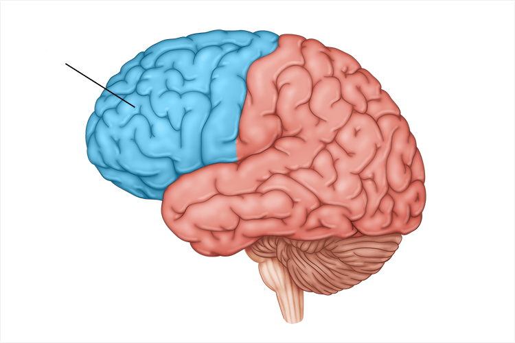 <p>involved in speaking and muscle movements and in making plans and judgements; <strong>“higher” cognitive functions</strong></p>