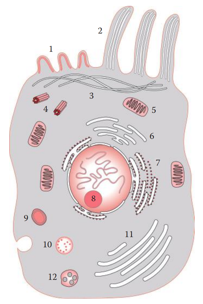 A cross-sectional view of a cell. 1, Microvilli; 2, cilia; 3, cytoskeleton; 4, centrioles; 5, mitochondrium; 6, smooth endoplasmic reticulum; 7, rough endoplasmic reticulum; 8, nucleolus; 9, peroxisome; 10, vesicle; 11, Golgi apparatus; and 12, lysosome.