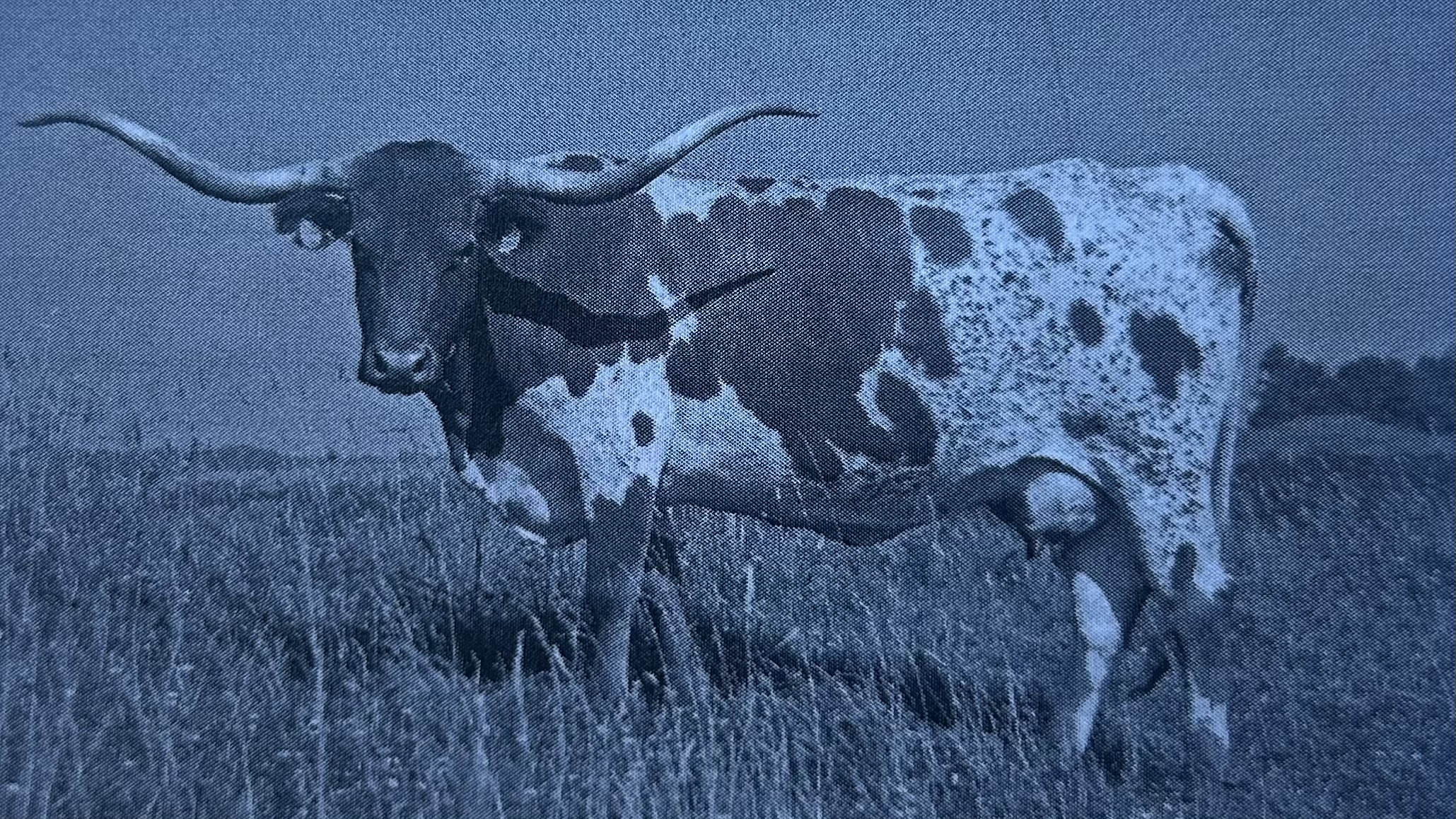 <p>Longhorn </p>
