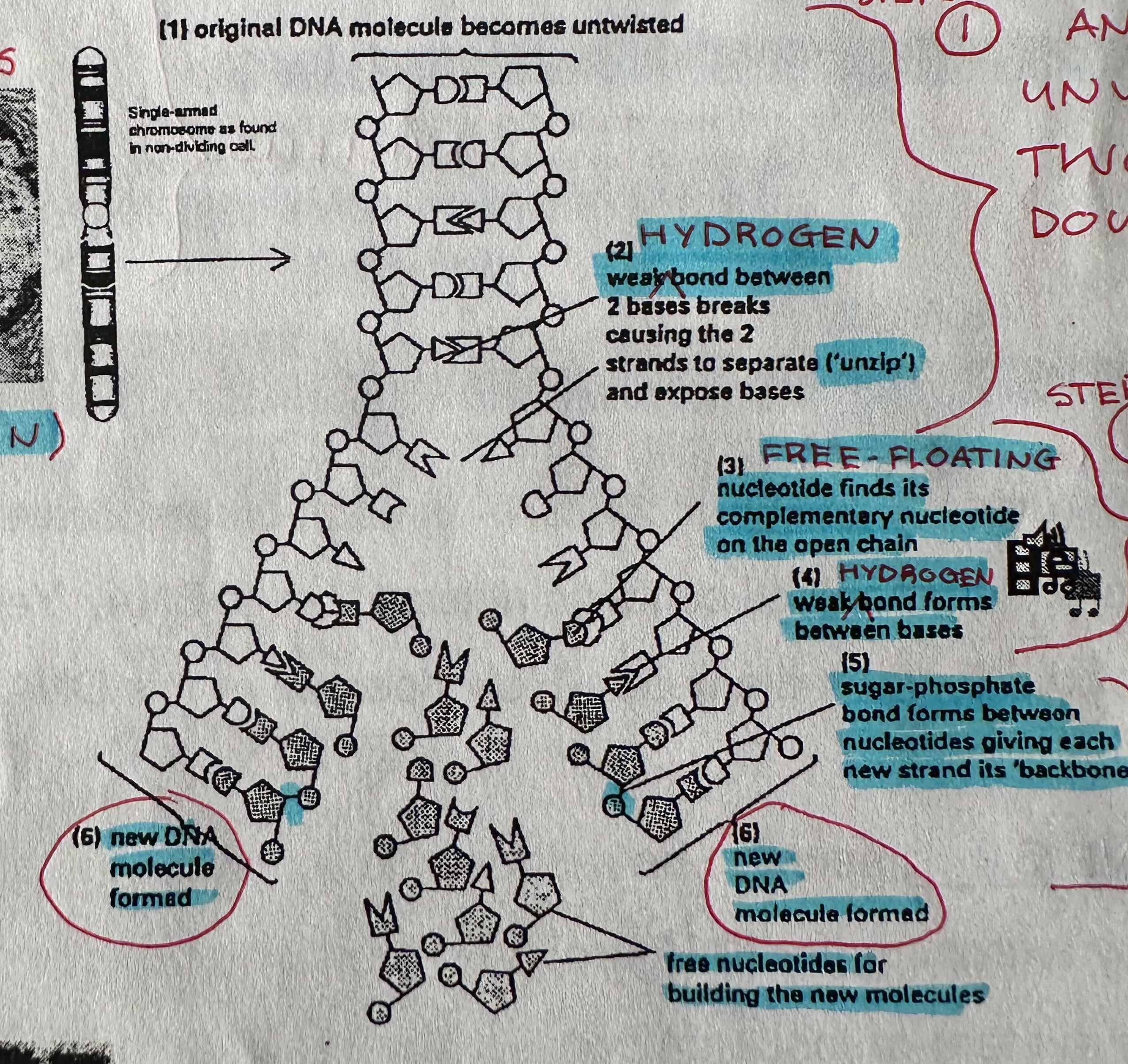 <ol><li><p>Unzips DNA</p></li><li><p>Complementary base pairs</p></li><li><p>Join nucleotides together</p></li></ol><p></p>