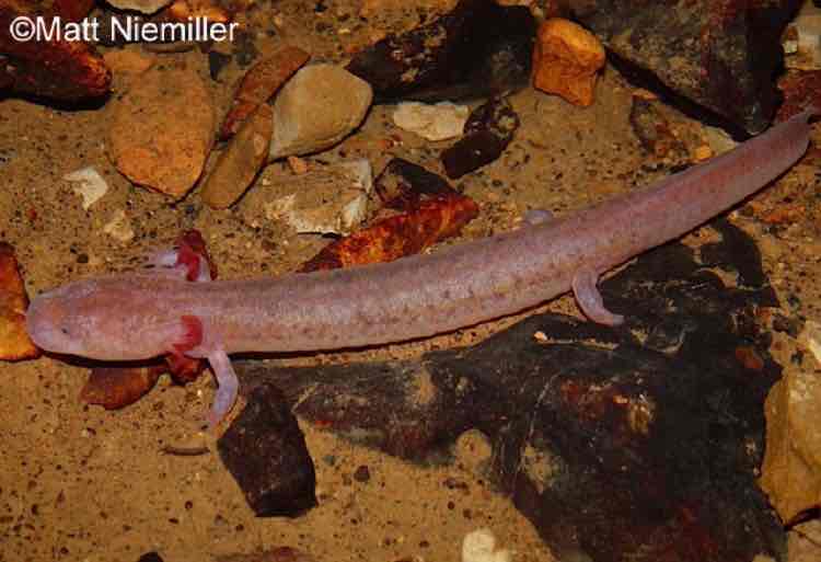 <p>A&nbsp;large salamander (4.0 to 7.5 inches in length) with small eyes, lack of eyelids, wide head, spatulate snout, and bright red feathery, external gills. Overall coloration is&nbsp;salmon to pale pink with a pale belly. This salamander is dark and heavily spotted and is pale flesh-pink in color.</p>