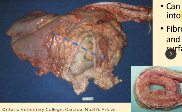 <p>What happens in a bovine heart with traumatic pericarditis?</p>