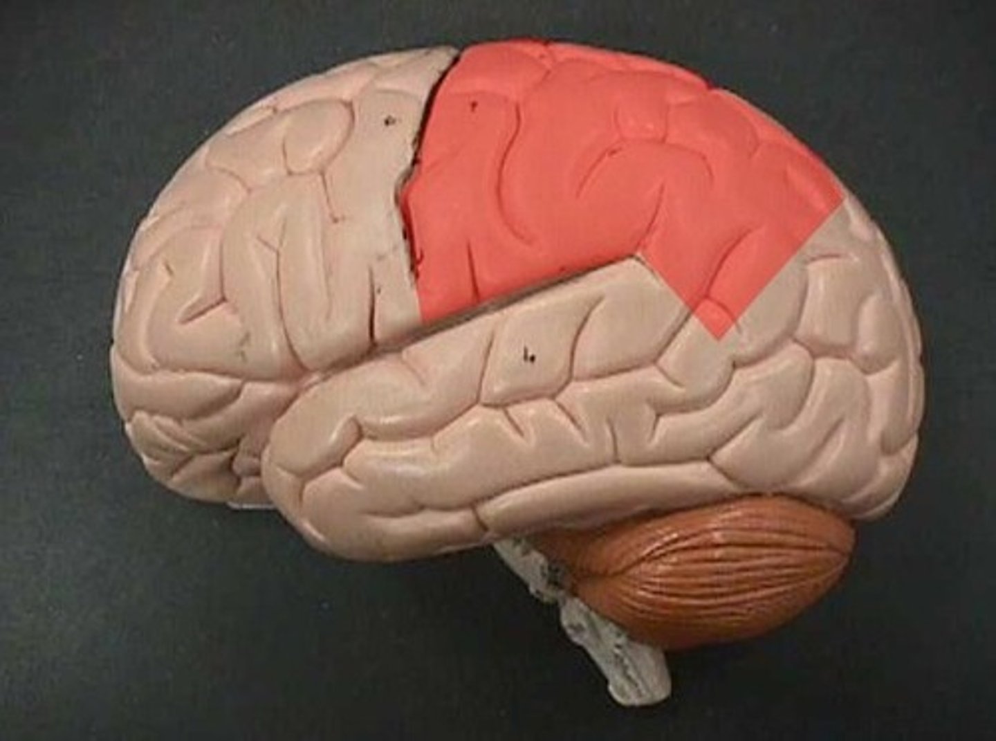 <p>receives and processes sensory input for touch and body position</p>