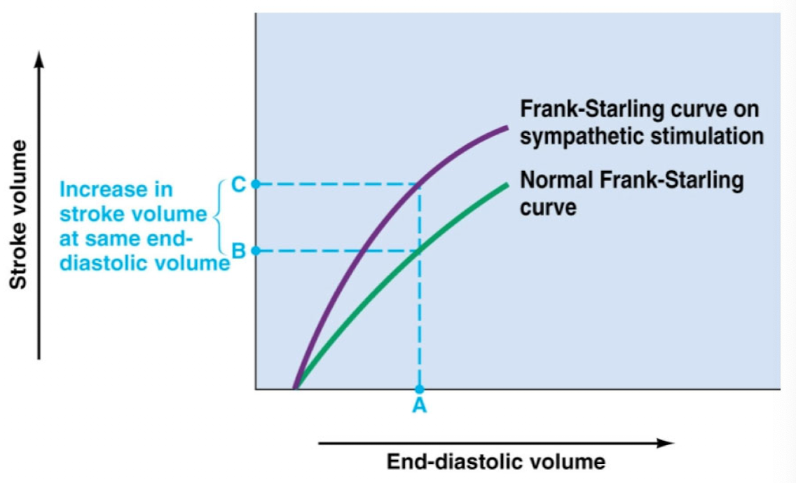 <p>at a given end-diastolic volume, Increased Ca++ via sympathetic stimulation will increase the contractile force and SV of the heart</p>
