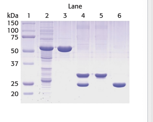<ul><li><p>proteins separated by SDS-PAGE are visualized by staining the gel with dyes such as coomassie blue</p></li><li><p>coomassie blue dye binds to <u>basic</u> and <u>hydrophobic</u> AA residues</p></li></ul><p></p>