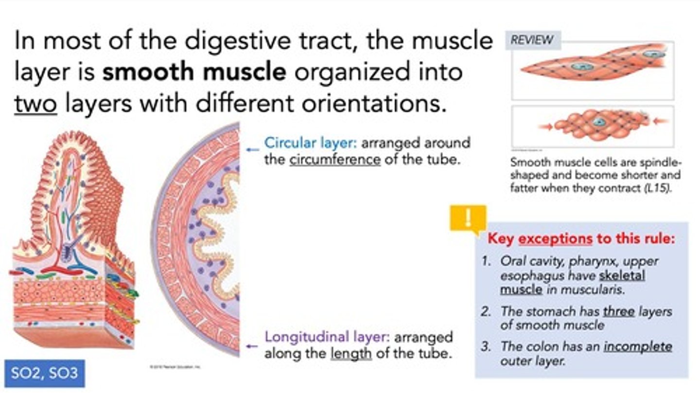 <p>The outermost layer that provides a protective covering for the digestive organs.</p>