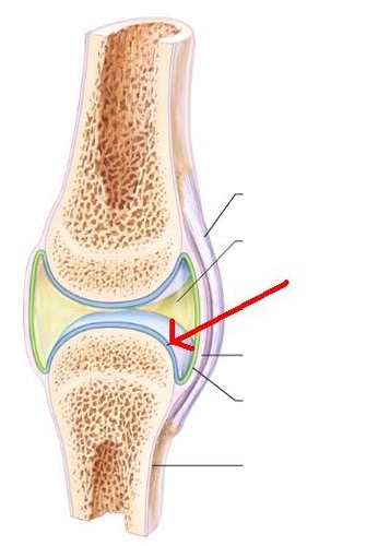 Hyaline cartilage that covers ends of bones in synovial joint