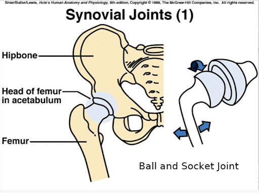 <p>ball and socket joint</p>