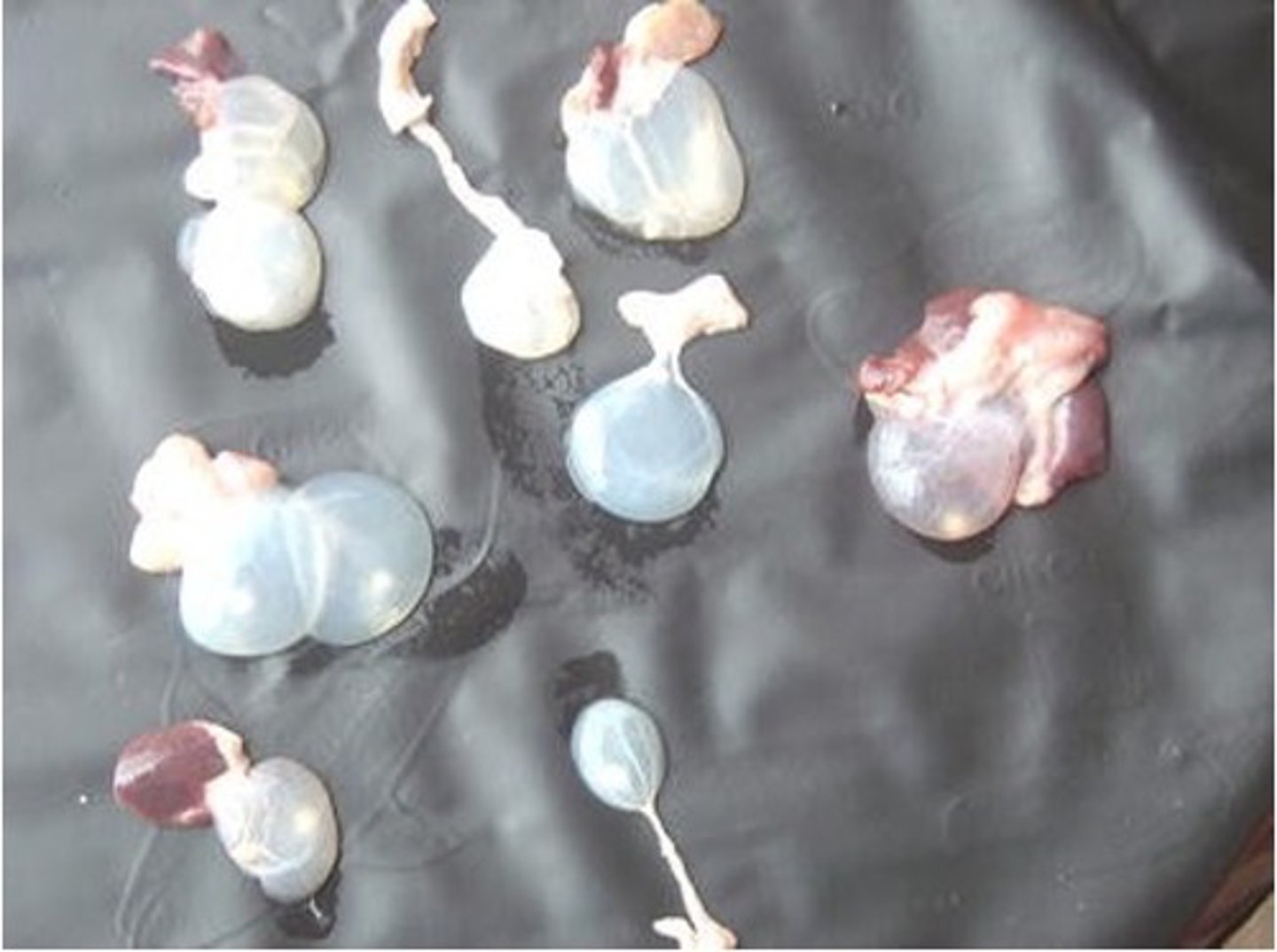 <p>Found in a ewe with hepatopathy. What parasite is this?</p>