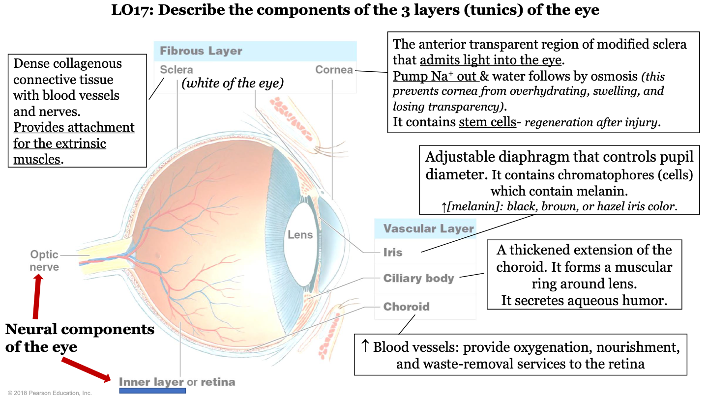part of the vascular layer; it is an adjustable diaphragm that controls pupil diameter. It contains chromatophores (cells) which contain melanin (increased melanin gives a black, brown, or hazel eye color). 