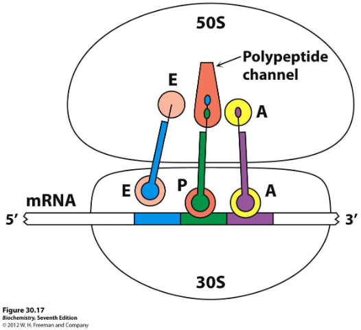 <p>50S subunit</p><ul><li><p>2 rRNAs</p></li><li><p>34 proteins</p></li></ul><p>30S subunit</p><ul><li><p>1 rRNA</p></li><li><p>21 proteins</p></li><li><p>binding site for mRNA (read 5' to 3')</p></li></ul><p></p>