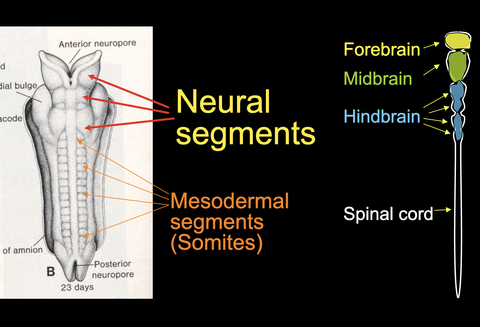 <p>Yes, 3. Forebrain (<span>prosencephalon)</span>, Midbrain(<span>mesencephalon),</span> Hindbrain (<span>rhombencephalon)</span>. These parts also differentiate into primordial sensory organs (eyes, olfactory cells, etc.)</p>