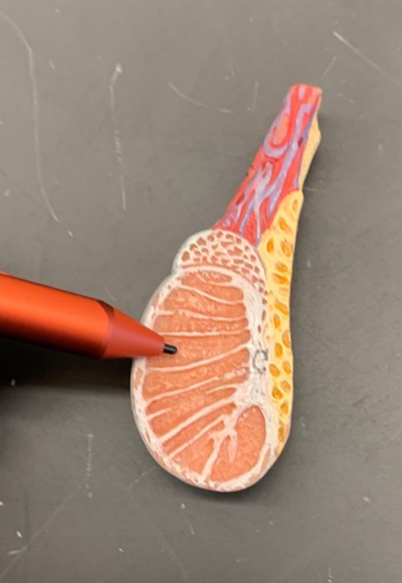 <p>contains a set of seminiferous tubules</p>