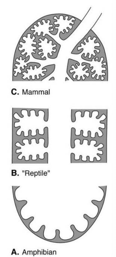<p>c. mammals (in image)</p>