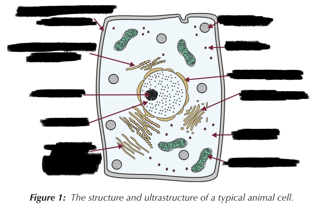 <p>Animal cells organelles:</p><p></p>