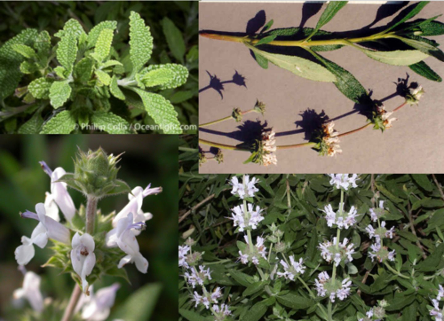 <p>Lamiaceae. black sage</p>