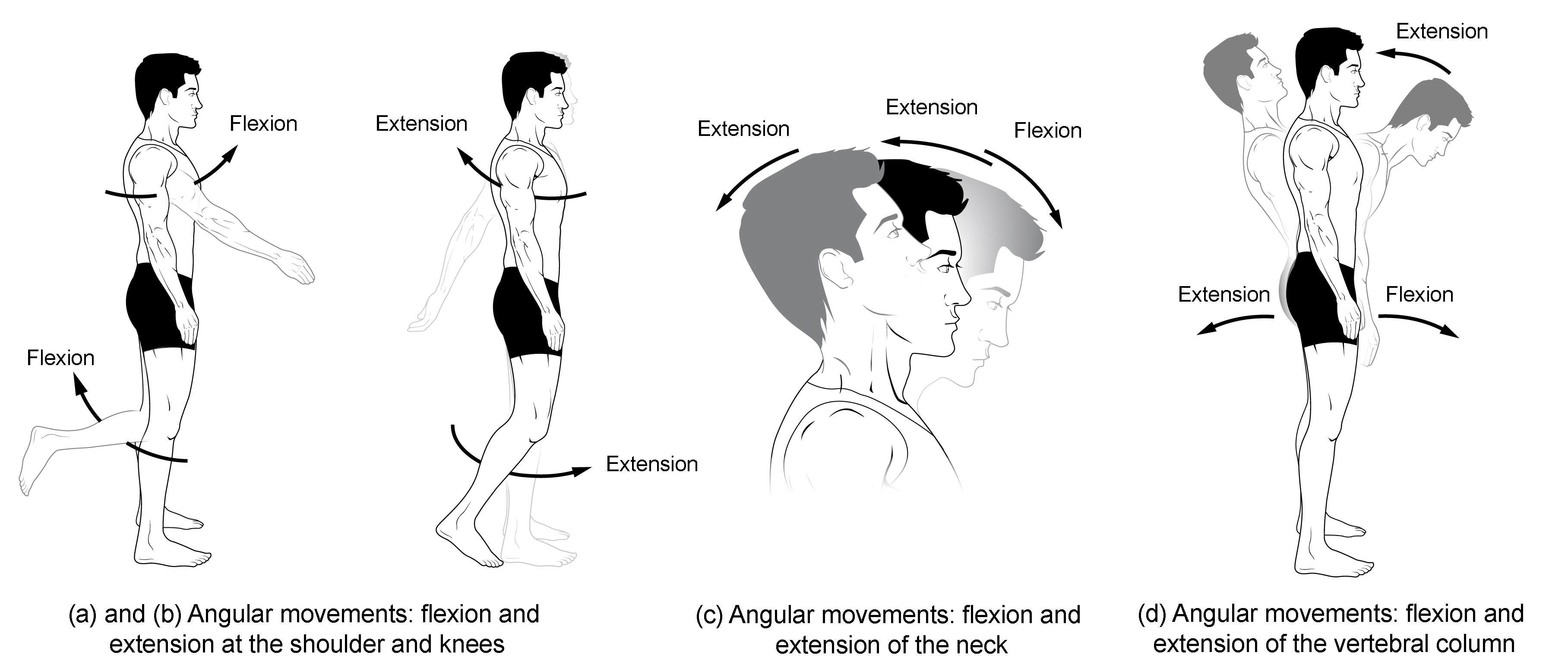 <p>What is meant by Dynamic Data in ergonomics?</p>