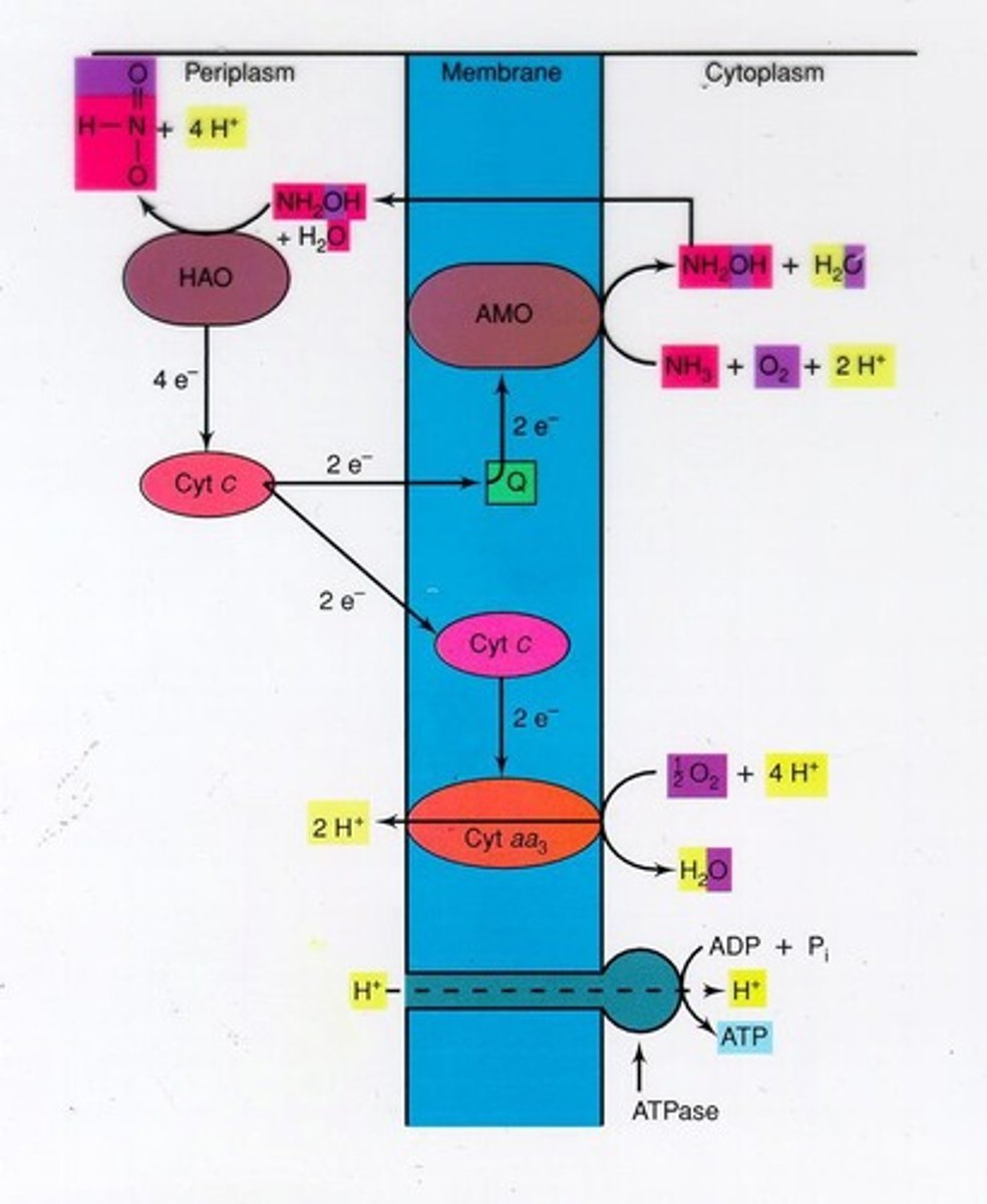 <p>The process where reduced nitrogen compounds like NH3 are oxidized to nitrate to supply energy for bacterial growth.</p>