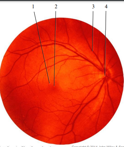 <p>(4) Optic disk or blind spot on retina function</p>