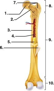 label the major parts of the long bone #6:
________________