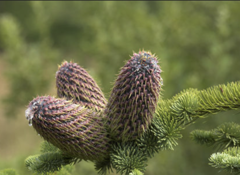 <p>identify by cones</p>
