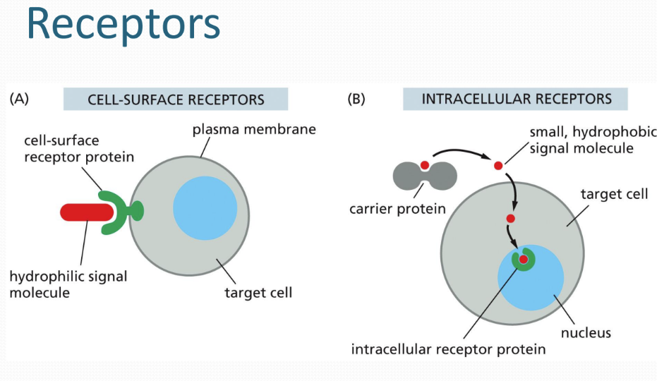 <p><span><u>Extracellular signal molecules </u>= mediate communication between cells&nbsp;</span></p><p class="Paragraph SCXW45172926 BCX0" style="text-align: left"><span><u>Extracellular signals</u> = membrane bound molecules or signals released into extracellular space by exocytosis or diffusion into extracellular space&nbsp;</span></p><ul><li><p class="Paragraph SCXW45172926 BCX0" style="text-align: left"><span>Bind specific receptors on cell surface (transmembrane proteins) or other places in a cell&nbsp;</span></p></li></ul><p class="Paragraph SCXW45172926 BCX0" style="text-align: left"><span>Ex: proteins, amino acids, steroids/hormones, &amp; nitric oxide&nbsp;</span></p><p class="Paragraph SCXW45172926 BCX0" style="text-align: left"><span>&nbsp;types: </span></p><ol><li><p class="Paragraph SCXW45172926 BCX0" style="text-align: left">contact dependent signaling</p></li><li><p class="Paragraph SCXW45172926 BCX0" style="text-align: left">paracrine signaling</p></li><li><p class="Paragraph SCXW45172926 BCX0" style="text-align: left">long range signalers</p></li></ol><p></p>