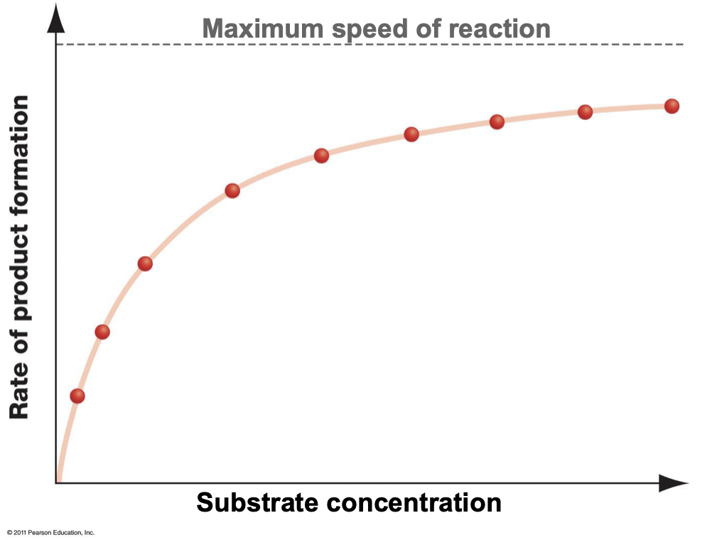 <ul><li><p>All active sites are occupied</p></li><li><p>A higher substrate concentration does not increase the rate of product formation</p></li><li><p>The maximum reaction rate is achieved</p></li></ul>