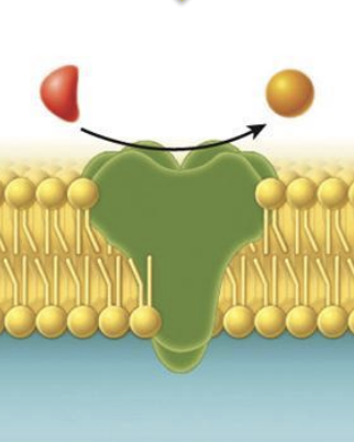 <ul><li><p>catalyze chemical reactions</p></li><li><p><span style="background-color: inherit;"><span>change one thing to another to serve biological functions</span></span></p></li><li><p><span><span>A protein that functions as a catalyst to accelerate the rate of a chemical reaction; enzymes are critical in determining which chemical reactions take place in a cell (book)</span></span></p></li></ul><p></p>