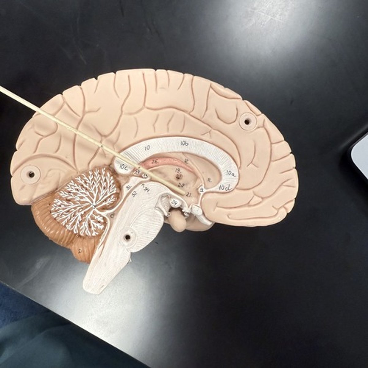 <p>What is this structure?</p>