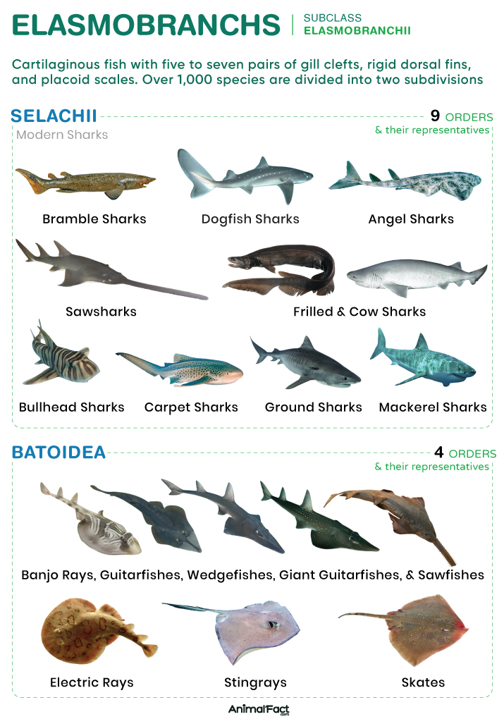 <ul><li><p>Sharks (Selachii) and skates and rays (Batoidea)</p></li><li><p>5 exposed gill slits</p></li><li><p>Small or absent dorsal spiracle (often closes before birth)</p></li></ul><p></p>