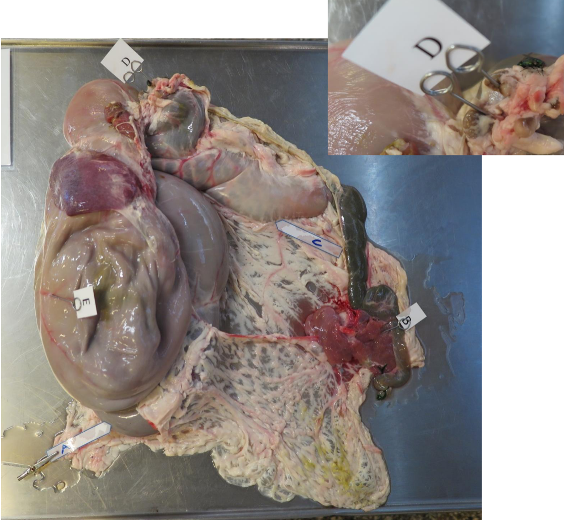 <p>saccus cecus caudoventrales ruminis / den ventrocaudale blindsæt af vommen</p>
