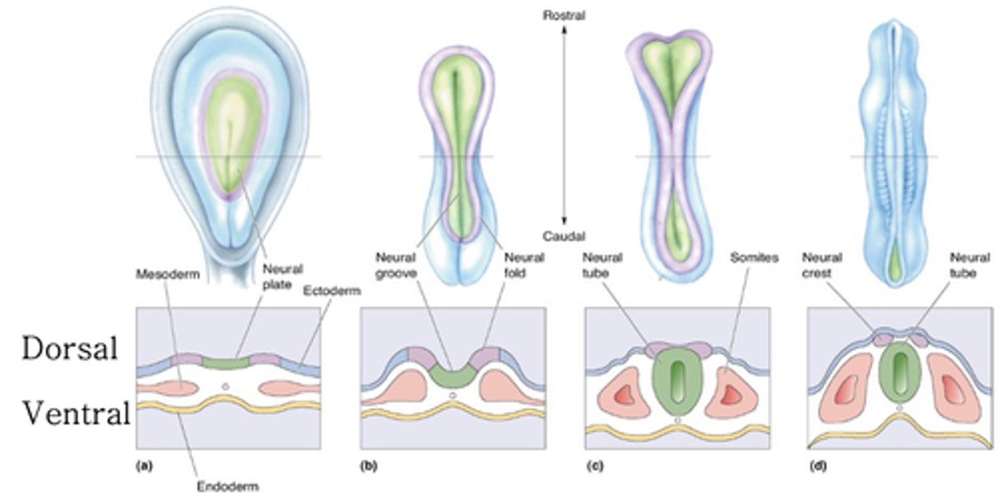 <p>Goes from being flat plate to being a tube in ~_ days</p>