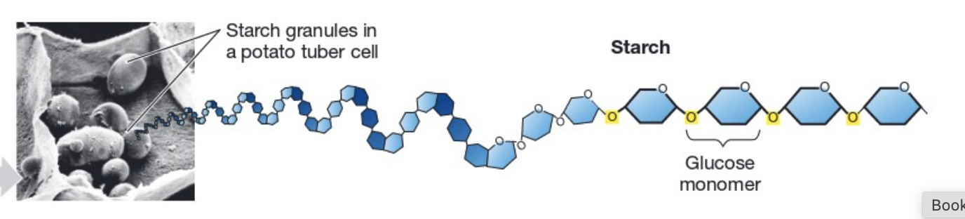 <ul><li><p><strong>structure:</strong> polysaccharide with large amounts of monosaccharides. </p></li><li><p><strong>made by: </strong>plants. </p></li><li><p><strong>function</strong> is long-term energy storage. Ex. potatoes and grains.</p></li></ul><p></p>