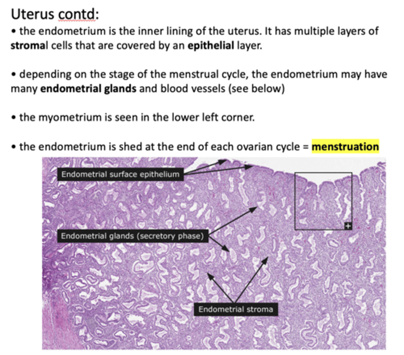 <p>endometrial glands</p>