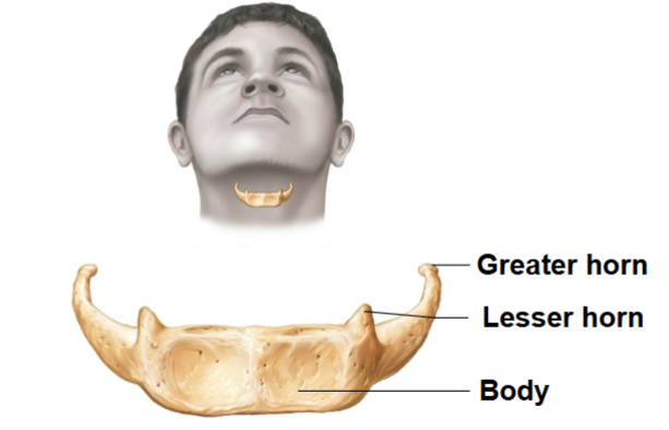 <p>Serves as a point of attachment for many tongue and neck muscles</p>