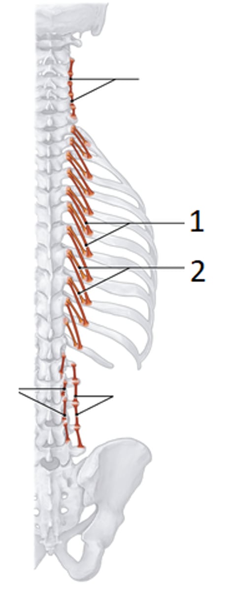 <p>Welke spier is 1?</p>