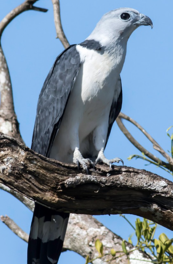 <p>What bird is this?</p>