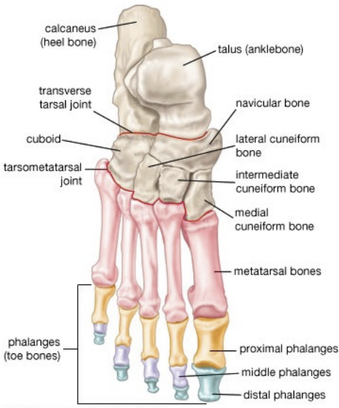 <p>Phalanges</p>